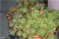 e98eab5b-IMG_6577 sedum palmeri.jpg